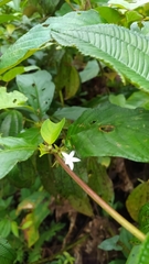 Sabicea cinerea