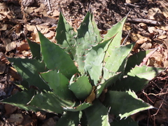 Agave bovicornuta