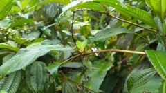 Sabicea cinerea