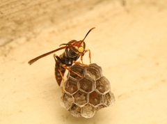 Polistes myersi