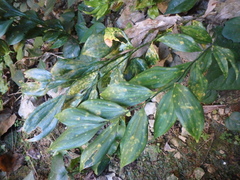 Ruscus colchicus