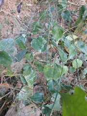 Smilax excelsa
