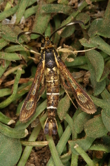 Pyropteron maroccana