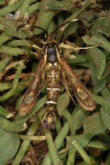 Pyropteron maroccana