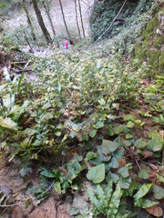Ruscus colchicus