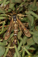 Pyropteron maroccana