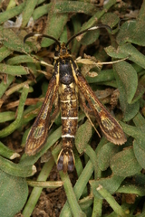 Pyropteron maroccana