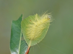 Acronicta leporina