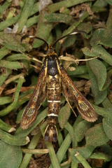 Pyropteron maroccana