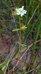 Pterolepis glomerata