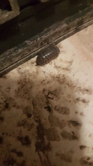 Armadillo officinalis