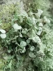 Ramalina