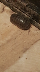 Armadillo officinalis