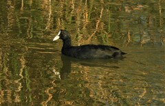 Fulica atra atra
