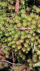 Syntrichia ruralis