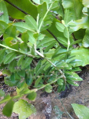 Buxus colchica