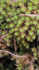 Syntrichia ruralis