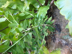 Buxus colchica