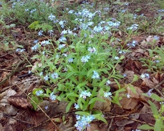 Myosotis sylvatica
