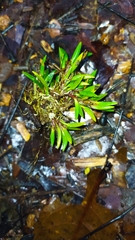 Maxillaria uncata