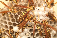 Polistes myersi