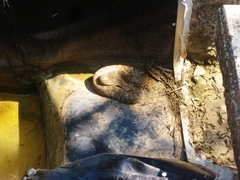 Crotalus molossus nigrescens