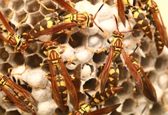 Polistes myersi
