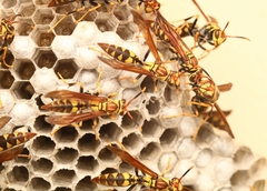 Polistes myersi