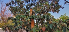 Eriobotrya japonica