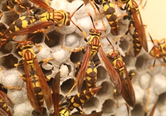 Polistes myersi