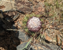 Melocactus macracanthos