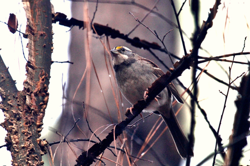 White-throated Sparrow photographed in North Carolina