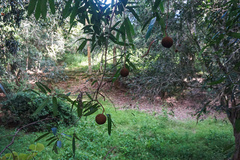 Hydnocarpus castaneus