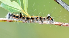 Acronicta tridens