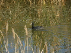 Fulica atra atra