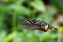 Chaetocercus mulsant