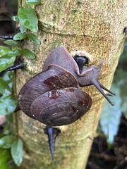 Caracolus