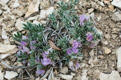 Astragalus tridactylicus