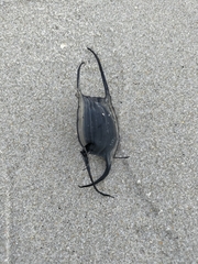 Leucoraja erinaceus