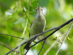Vireo gilvus