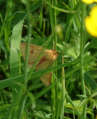 Diacrisia sannio