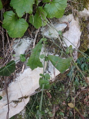 Lactuca viminea