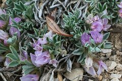 Astragalus tridactylicus