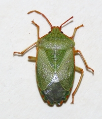 Sinopla perpunctatus