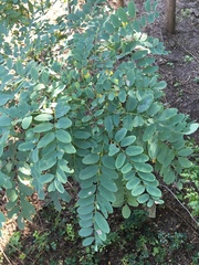 Robinia pseudoacacia