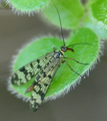 Panorpa meridionalis