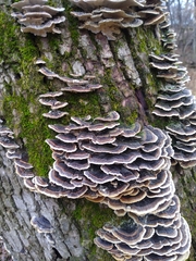Trametes versicolor
