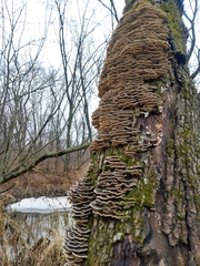 Trametes versicolor