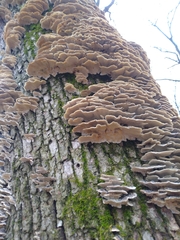 Trametes versicolor