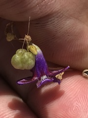 Conanthera campanulata